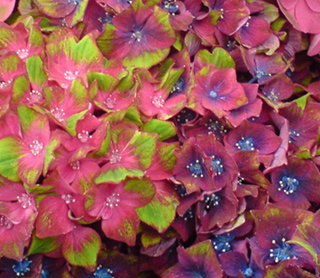 Hydrangea Glam Rock – colour changes in different soils  Blog at 