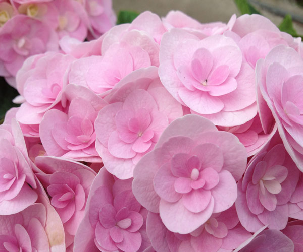 Hydrangea Miss Saori  RHS Chelsea Flower Show Plant of the Year 2014 