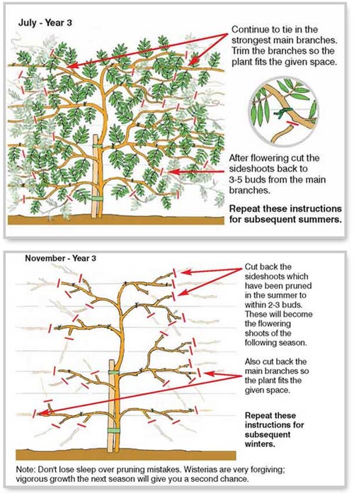 How to prune wisteria Blog at Thompson &
