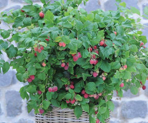 Raspberry 