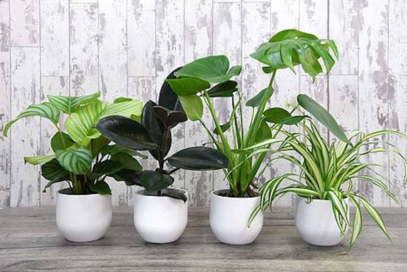 A Truly Self-Watering Plant Pot — The Houseplant & Urban Jungle Blog