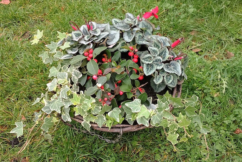 Winter hanging baskets planting ideas Thompson & Blog