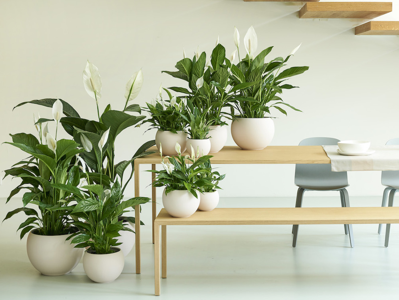anthurium baby plant Anthurium 'Wuhoo's First Night' x Carlablackiae *Growers Choice*