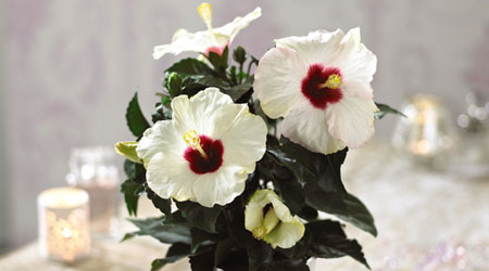 Organic Khartoum Hibiscus Flowers - The Steeping Room