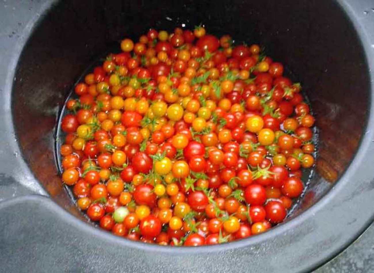 The best way to preserve tomatoes Thompson & Blog