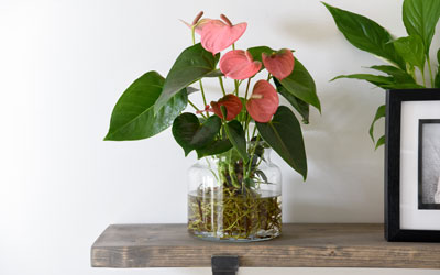 Anthurium Plant Care Guide