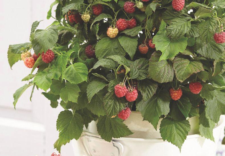 Raspberry masterclass: best expert content