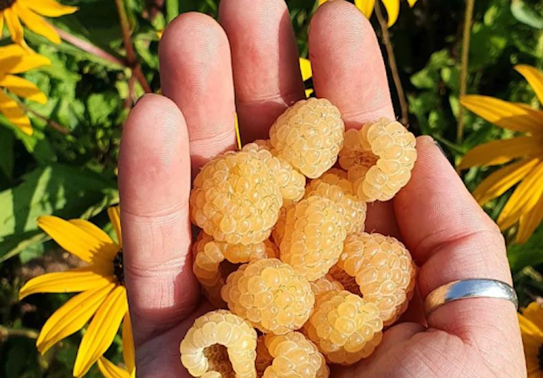Golden Raspberry Vs Regular Raspberry Raspberry masterclass: best expert content
