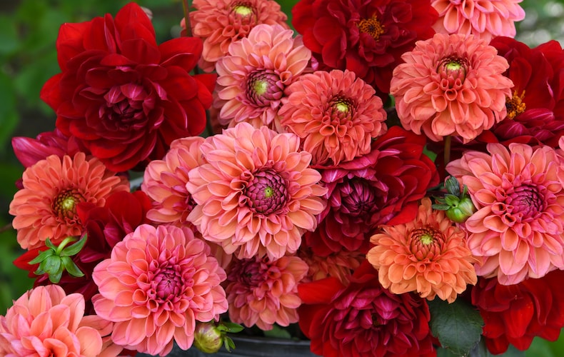 Dahlias Masterclass: Best Expert Content | Thompson & Morgan Blog