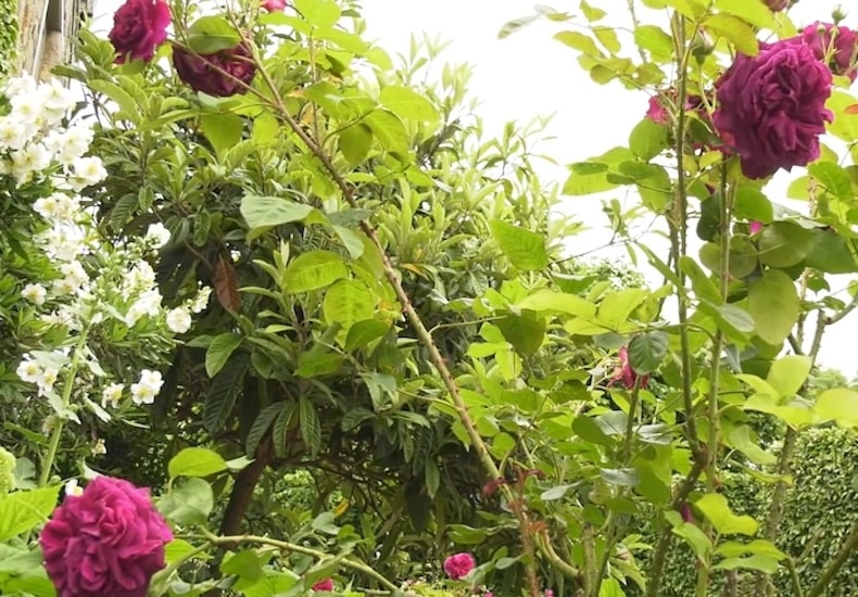 Roses masterclass: best expert content