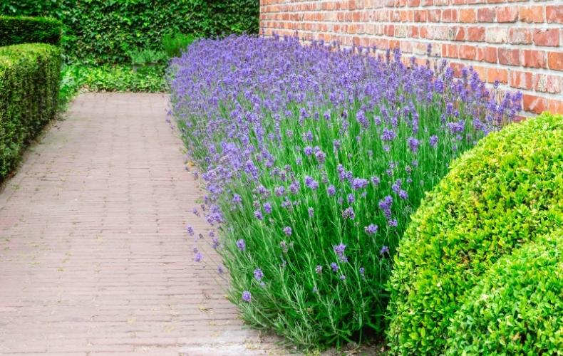 Best Plants For Low Hedges | Blog At Thompson & Morgan