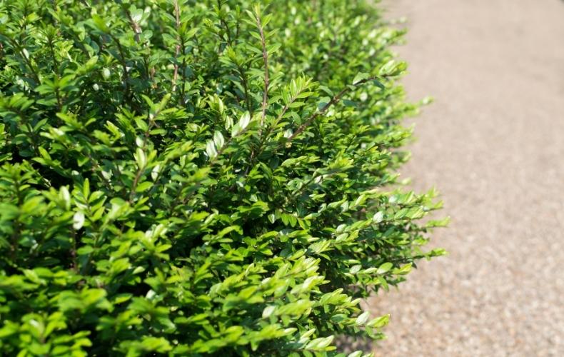 Best Plants For Low Hedges – VegePlants.com