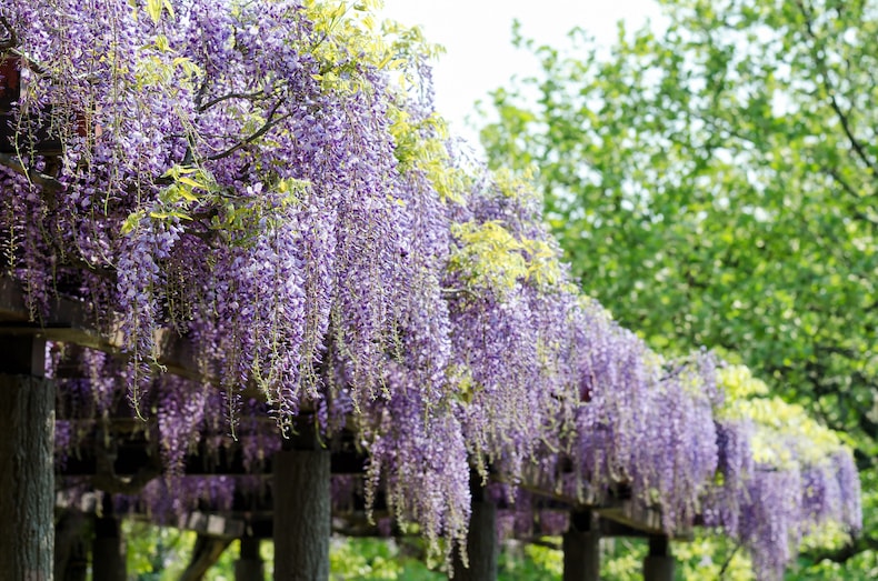 Wisteria in the Garden