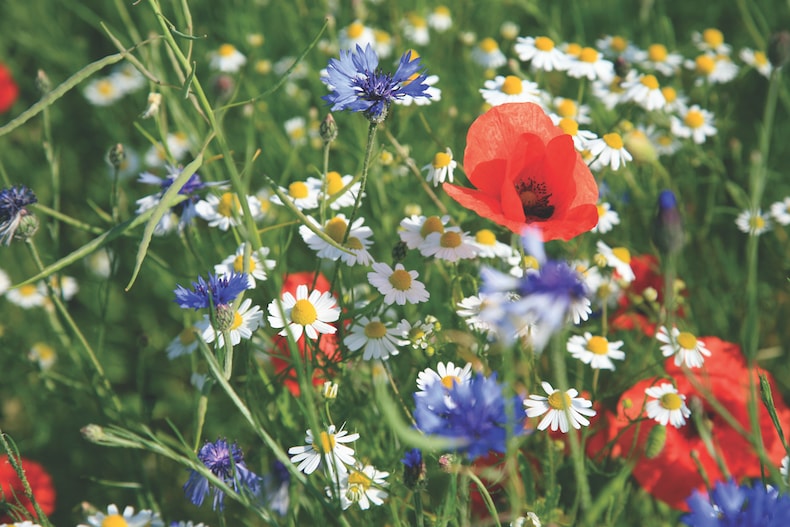 Wildflowers Masterclass: Best Expert Content| Thompson & Morgan Blog