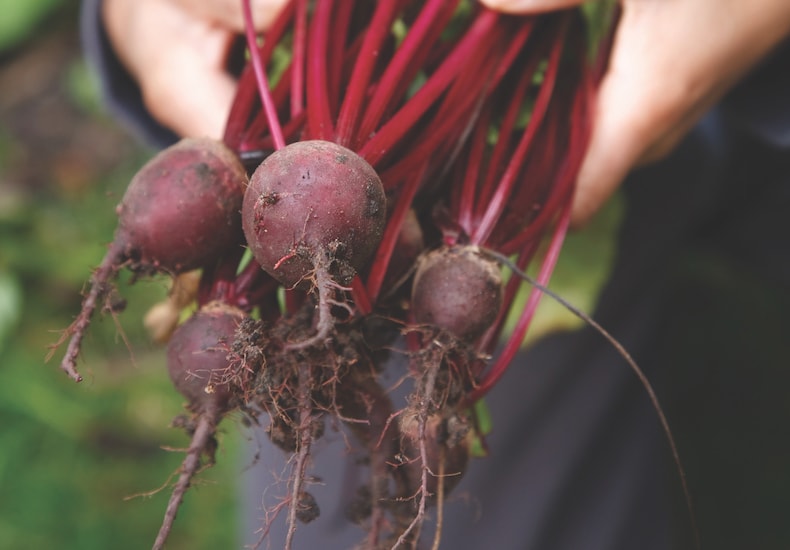 Beetroot masterclass best expert content Thompson & Blog