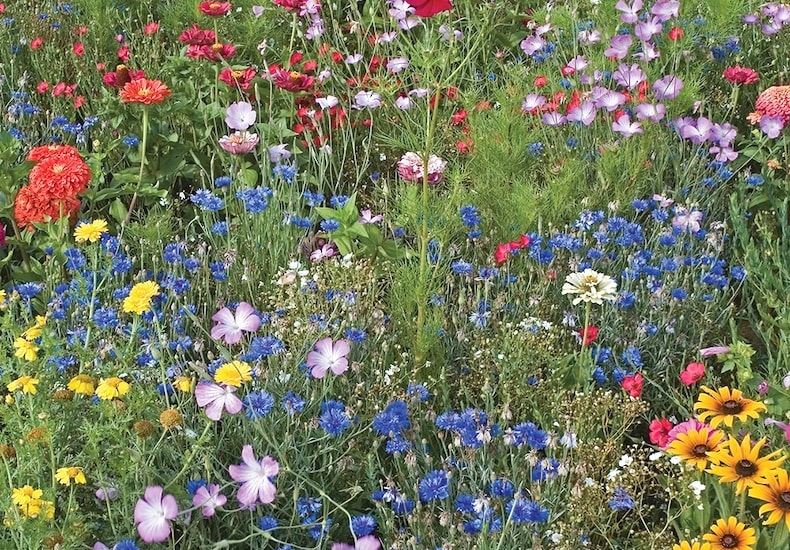 My Wildlife Allotment: Sowing my annual flower patch