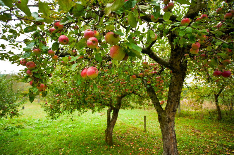 Top ten fruit trees for the UK Thompson & Blog
