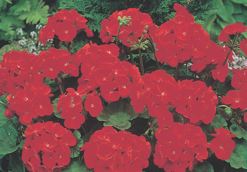 Geraniums (pelargoniums) masterclass: best expert content