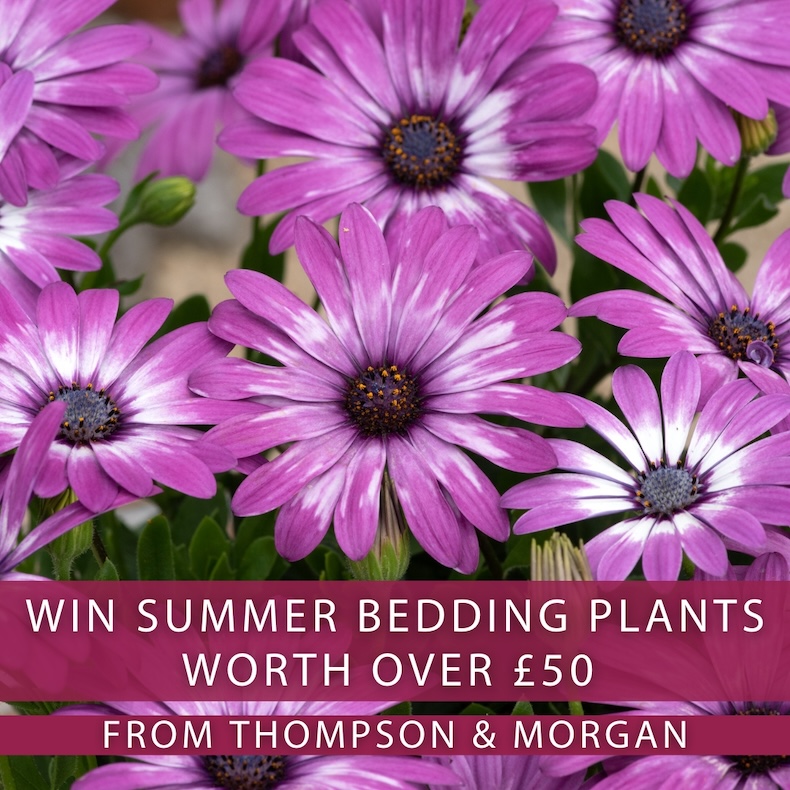 Win Summer Bedding Plants worth over £50 from Thompson &